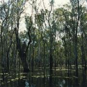 Barmah National Park (VIC)