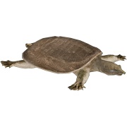 Chinese Softshell Turtle