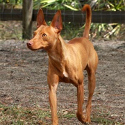 Andalusian Hound