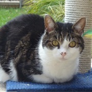 Russian White, Black and Tabby