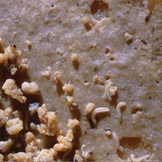Casu Marzu Is a Sardinian Cheese That Contains Live Maggots