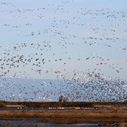 Sacramento National Wildlife Refuge