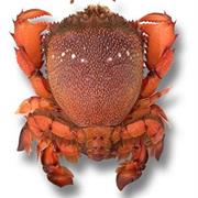 Spanner Crab