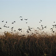 Delevan National Wildlife Refuge