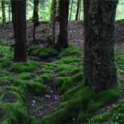Moss