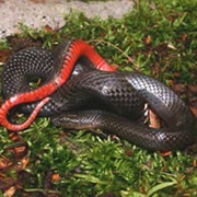 Swamp Snake