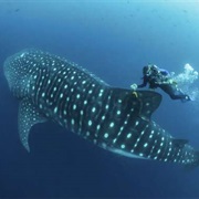 Whale Shark