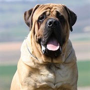 English Mastiff