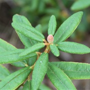 Labrador (Muskeg) Tea