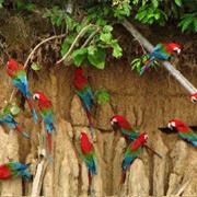 Manu National Park, Peru