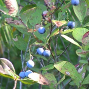 New Jersey Blueberry (Vaccinium Caesariense)