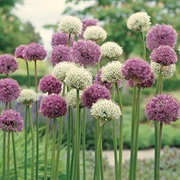 Allium