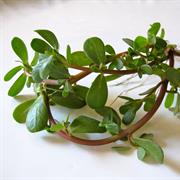 Purslane