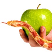 The Forbidden Fruit Was Identified as an Apple in the Book of Genesis