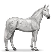 Irish Hunter - Fleabitten Grey