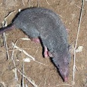 Wimmer's Shrew (Possibly Extinct)