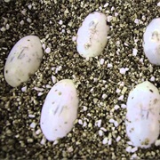 Crocodilian Egg