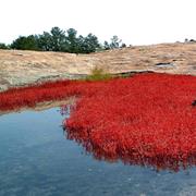 Arabia Mountain National National Heritage Area