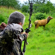 Kill a Hog With a Bow