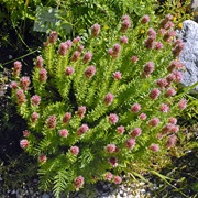 Redpod Stonecrop (Rhodiola Rhodantha)