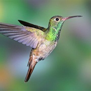Buff-Bellied Hummingbird