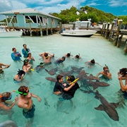 Free Swim With Sharks