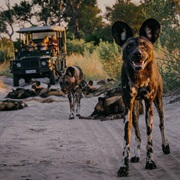 Okavango Adventure in Botswana