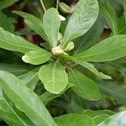 Freshwater Mangrove (Barringtonia Acutangula)