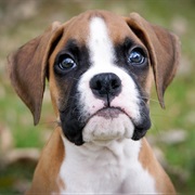 Boxer