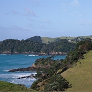 Whananaki Coastal Track