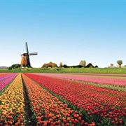 Champs De Tulipes De Lisse