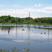 Rend Lake State Fish and Wildlife Area, Illinois