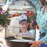 Cockatoo (Jack and Jill)