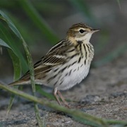 Pechora Pipit