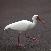 White Ibis