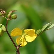 Septicweed (Senna Occidentalis)