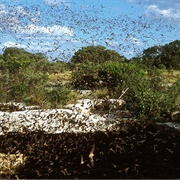 Devil's Sinkhole State Natural Area, Texas