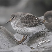 Rock Sandpiper