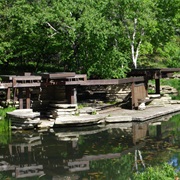 Lincoln Park Lily Pool