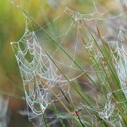 Try to Find Some Spiderwebs