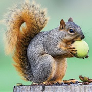 Squirrel
