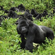 Gorilla Trek, Uganda/Rwanda/Congo