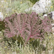 Currant-Fruited Rhubarb (Rheum Ribes)