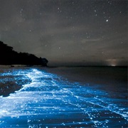 Swim in Bioluminescence