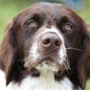 Drentsche Patrijshond