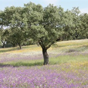Las Dehesas De Sierra Morena NR, Spain