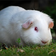 Guinea Pig