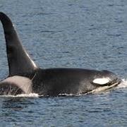Stubbs Island Whale Watching, Vancouver Island, BC