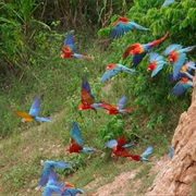 Watch the Macaw Migration