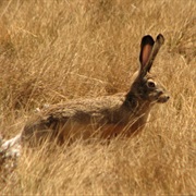 Highland Hare